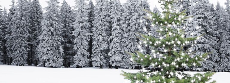 nachhaltige Weihnachtsbäume mieten Frankfurt