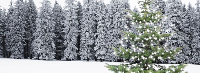 nachhaltige Weihnachtsbäume mieten Frankfurt